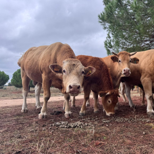 herdade 1 - vacas