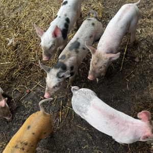 herdade - pouquinhos