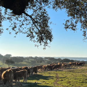 herdade - + vacas